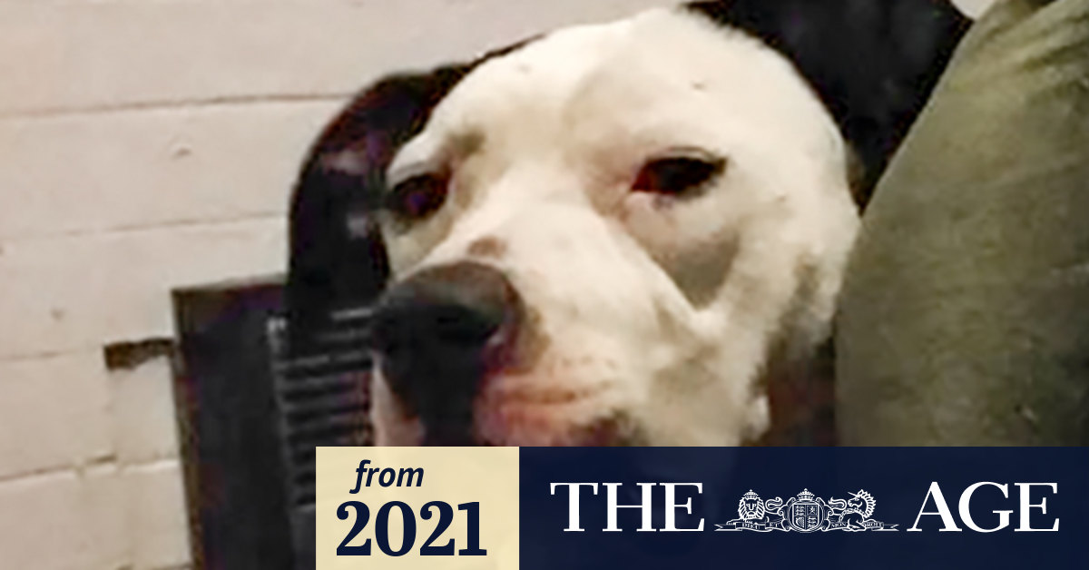 Dog owner fights to get Staffordshire cross off dangerous list after